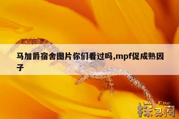 马加爵宿舍图片你们看过吗,mpf促成熟因子