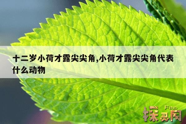 十二岁小荷才露尖尖角,小荷才露尖尖角代表什么动物