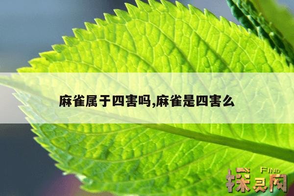 麻雀属于四害吗,麻雀是四害么