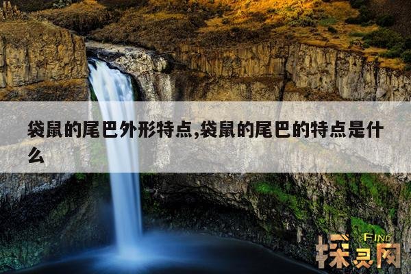 袋鼠的尾巴外形特点,袋鼠的尾巴的特点是什么