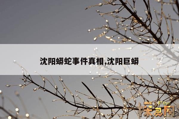 沈阳蟒蛇事件真相,沈阳巨蟒
