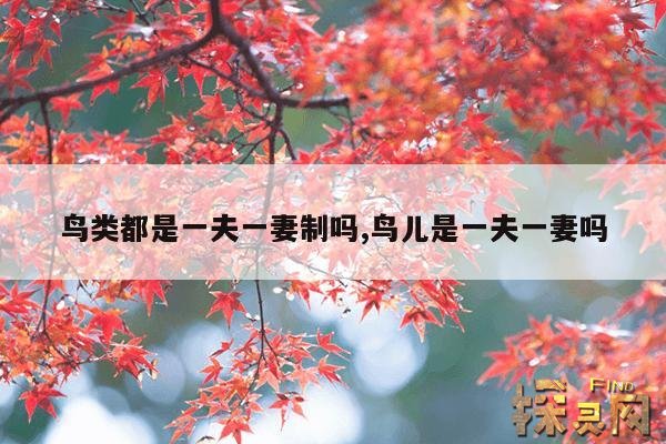 鸟类都是一夫一妻制吗,鸟儿是一夫一妻吗