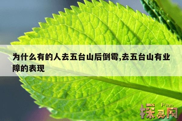为什么有的人去五台山后倒霉,去五台山有业障的表现