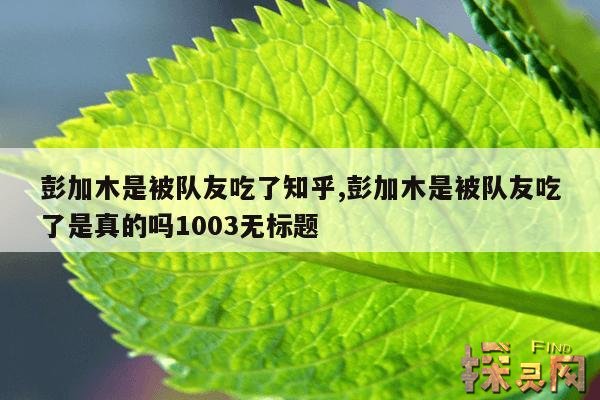 彭加木是被队友吃了知乎,彭加木的队友是谁