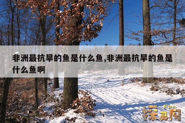 非洲最抗旱的鱼是什么鱼,非洲最抗旱的鱼是什么鱼啊