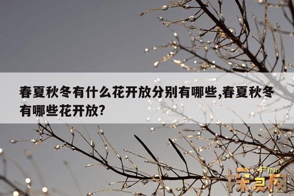 春夏秋冬有什么花开放分别有哪些,春夏秋冬有哪些花开放?