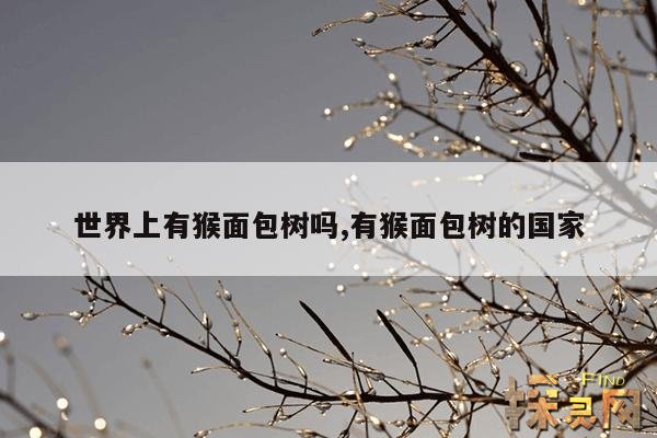 世界上有猴面包树吗,有猴面包树的国家