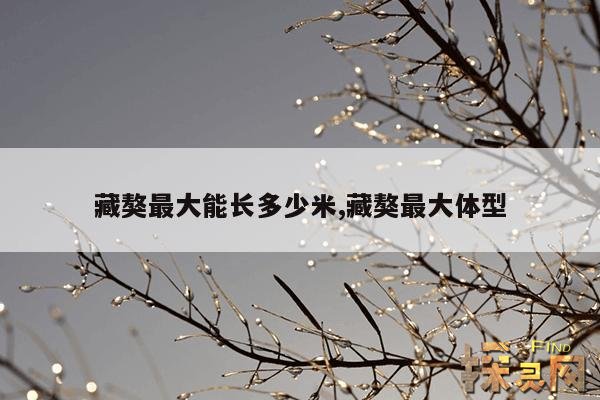 藏獒最大能长多少米,藏獒最大体型