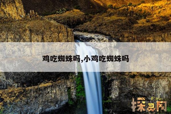 鸡吃蜘蛛吗?,公鸡吃蜘蛛