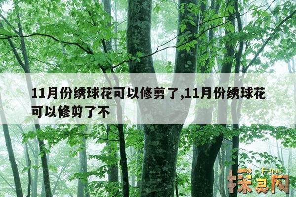 11月份绣球花可以修剪了,11月份绣球花可以修剪了不