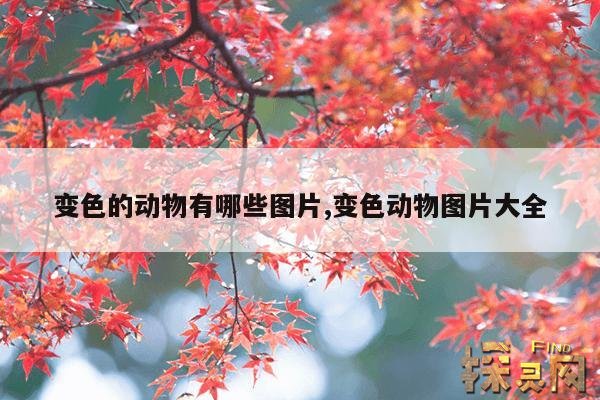 变色的动物有哪些图片,变色动物图片大全