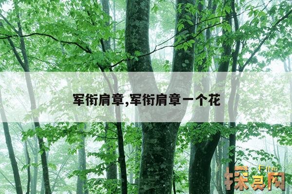 军衔肩章,军衔肩章一个花