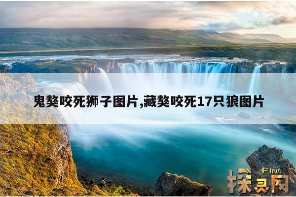 鬼獒咬死狮子图片,鬼獒真的存在吗？