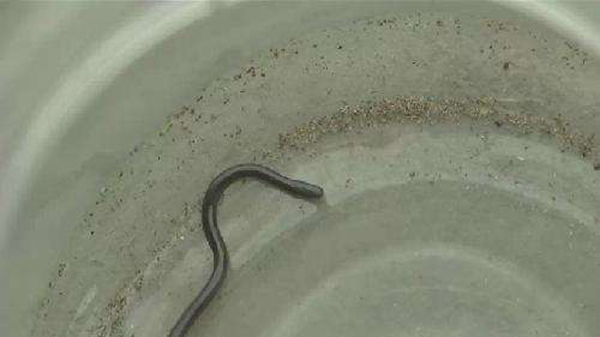 奇闻怪事:被吞进去的蛇竟然从屁股钻了出来,把蛇吞进肚子里