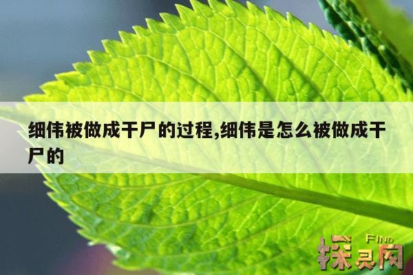 细伟被做成干尸的过程,细伟是怎么被做成干尸的