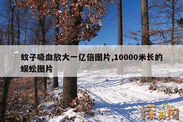 蚊子吸血放大一亿倍图片,10000米长的蜈蚣图片