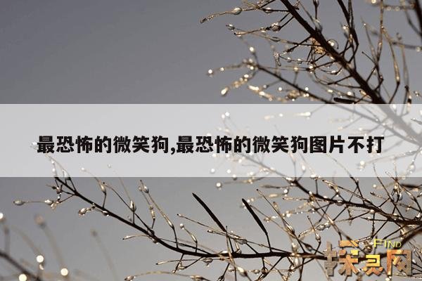 最恐怖的微笑狗,最恐怖的微笑狗图片不打