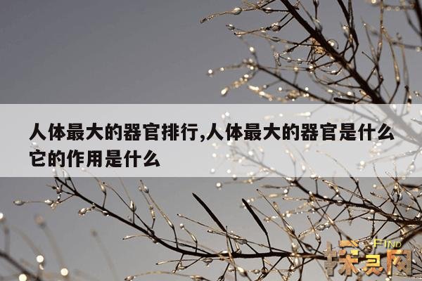 人体最大的器官排行,人体最大的器官是什么它的作用是什么