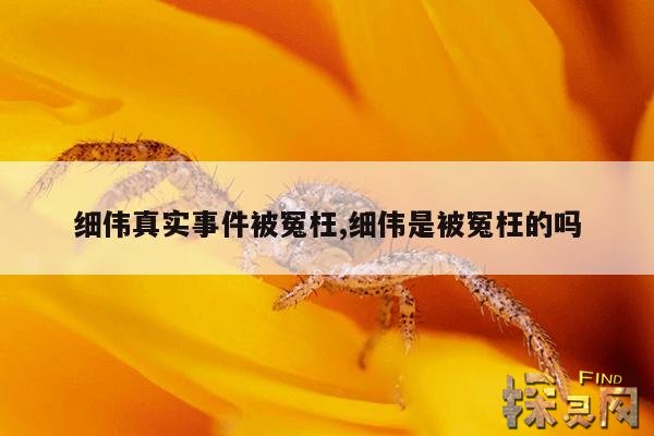 细伟真实事件被冤枉,细伟是被冤枉的吗