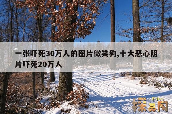 一张吓死30万人的图片微笑狗,十大恶心照片吓死20万人