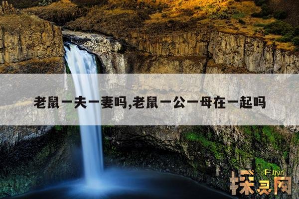 老鼠一夫一妻吗,老鼠一公一母在一起吗