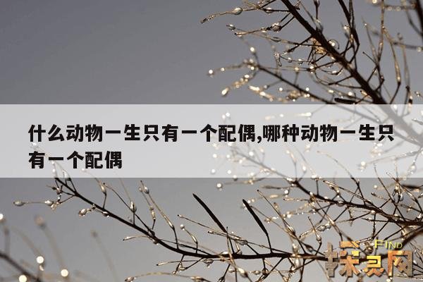什么动物一生只有一个配偶,哪种动物一生只有一个配偶