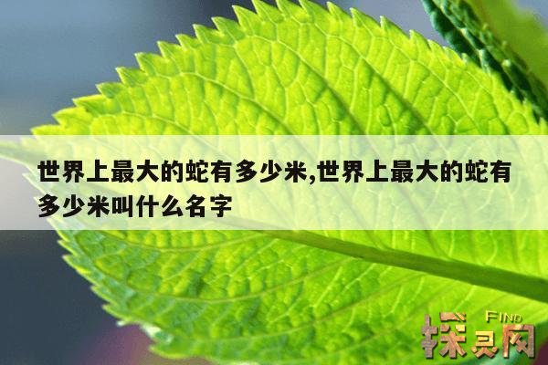 世界上最大的蛇有多少米,世界上最大的蛇有多少米叫什么名字