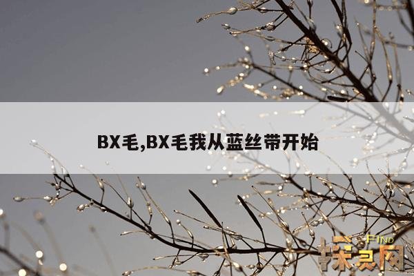 BX毛,BX毛我从蓝丝带开始