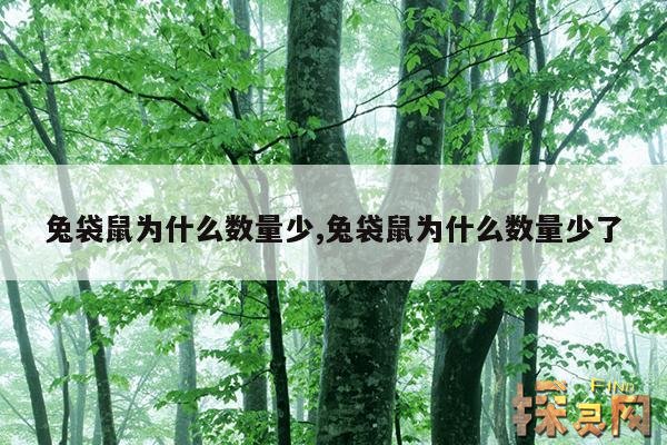 兔袋鼠为什么数量少,袋鼠是兔子进化的吗?