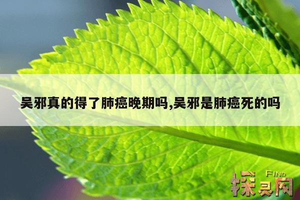 吴邪真的得了肺癌晚期吗?,吴邪得了肺癌最后真的死了