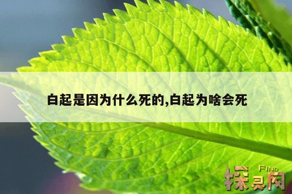 白起是因为什么死的,白起为啥会死