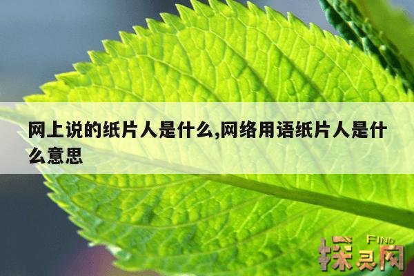 网上说的纸片人是什么,网络用语纸片人是什么意思