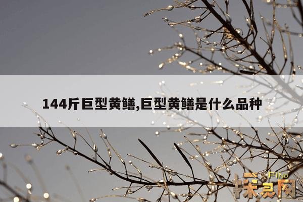 144斤巨型黄鳝,巨型黄鳝是什么品种