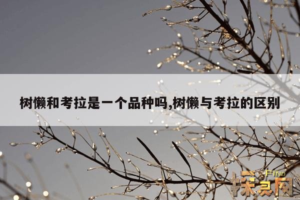 树懒和考拉是一个品种吗?,树懒和考拉的区别图片