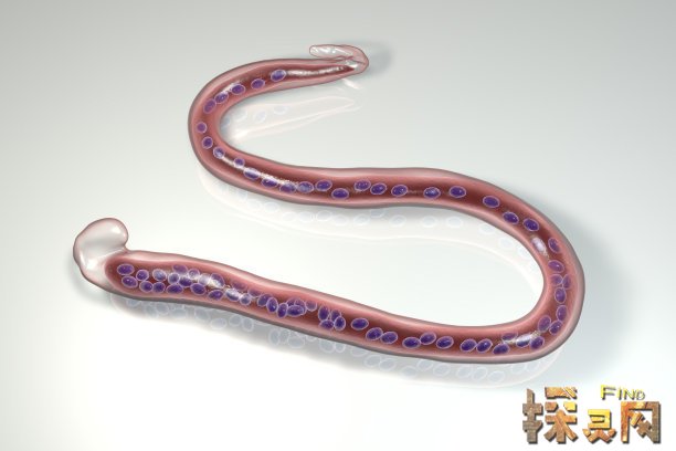 世界十大恶心的寄生虫,第六种连天后艾薇儿也没能逃过(恶心),世界上最恶心的十大寄生虫照片