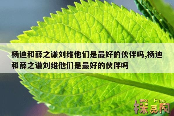 杨迪和薛之谦刘维他们是最好的伙伴吗?,杨迪在薛之谦面前唱演员